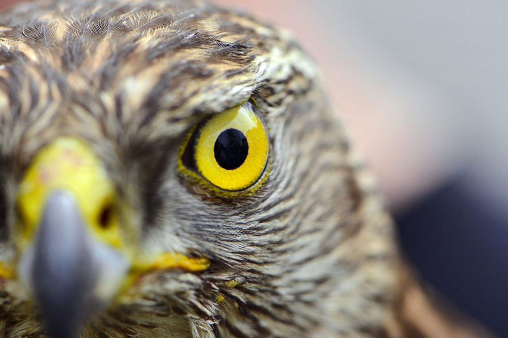 falcons eye
