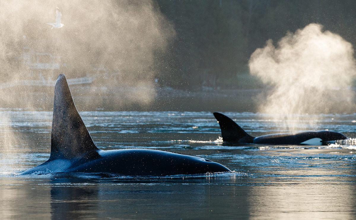 Bye bye BC’s killer whales – Ahead of the Herd