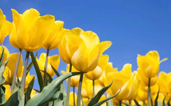 How Tulips Became the Bitcoin of the 1600s