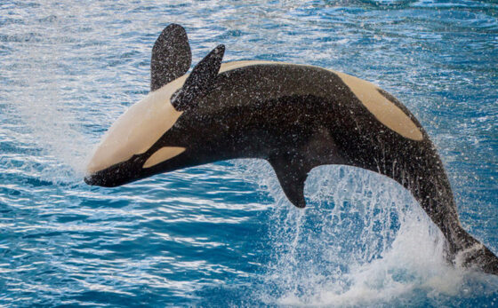 Expanded LNG tanker traffic will mean more pollution, no more whales – Richard Mills