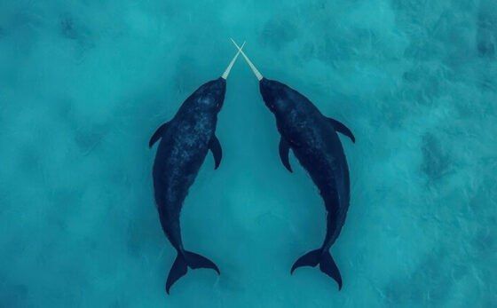 ‘The narwhals stop calling’: how the noise from ships is silencing wildlife in the Arctic