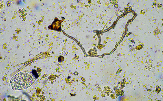 Ancient microbes frozen for 40,000 years revive, reorganize, and begin to devour carbon