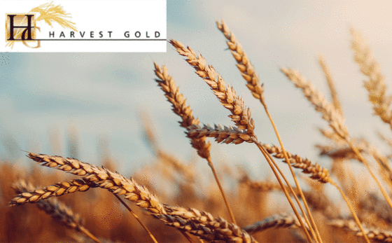 Harvest Gold now drilling Central Mosseau –  Richard Mills